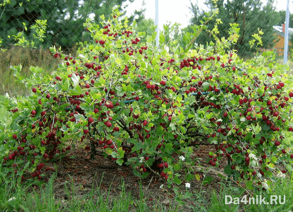 20 полезных свойств крыжовника, о которых вы ничего не знали