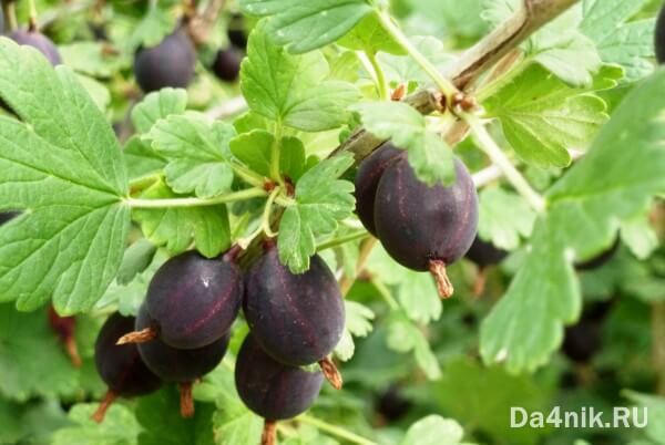 20 полезных свойств крыжовника, о которых вы ничего не знали