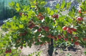 Чем отличаются лестницы на металлокаркасе