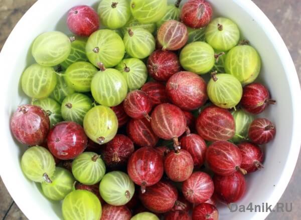 20 полезных свойств крыжовника, о которых вы ничего не знали