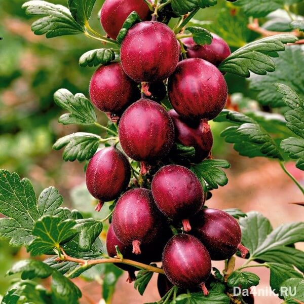 20 полезных свойств крыжовника, о которых вы ничего не знали