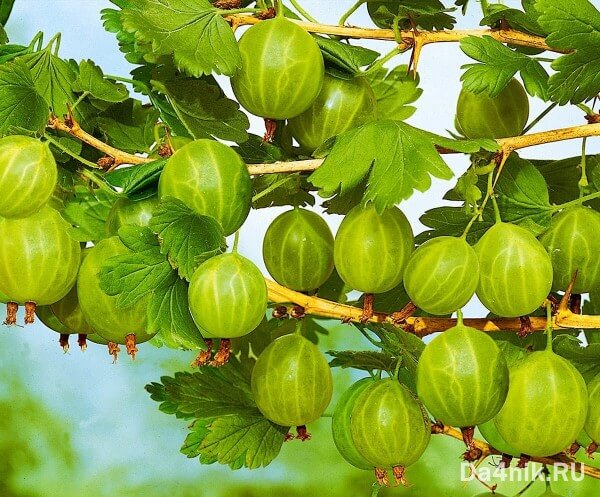 20 полезных свойств крыжовника, о которых вы ничего не знали