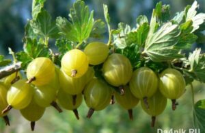 20 полезных свойств крыжовника, о которых вы ничего не знали