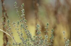 Ароматная добавка для здоровья – тимьян: виды, полезные качества и варианты применения