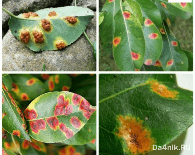 Чем правильно лечить ржавчину на листьях груши?