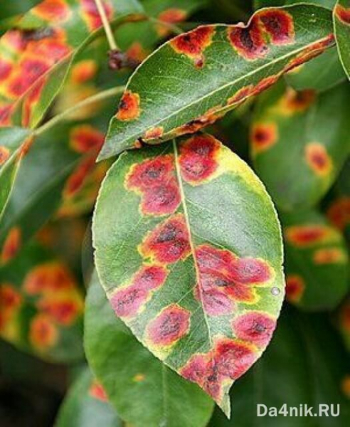 Чем правильно лечить ржавчину на листьях груши?