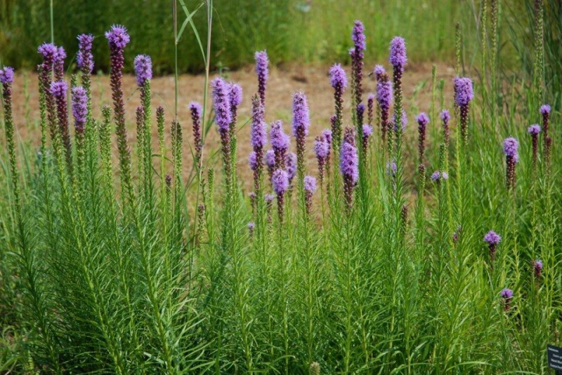 Цветущие свечи для вашего сада: сорта лиатриса и тонкости ухода за многолетником