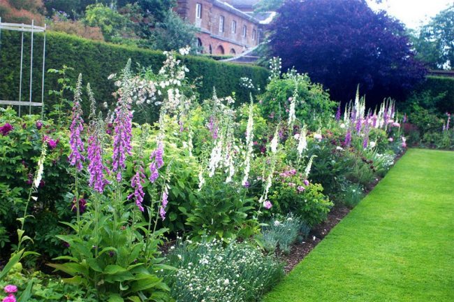 Цветущие свечи для вашего сада: сорта лиатриса и тонкости ухода за многолетником