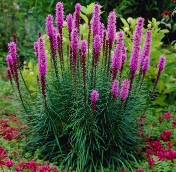 Цветущие свечи для вашего сада: сорта лиатриса и тонкости ухода за многолетником