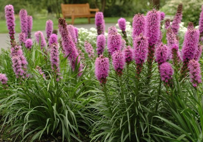 Цветущие свечи для вашего сада: сорта лиатриса и тонкости ухода за многолетником