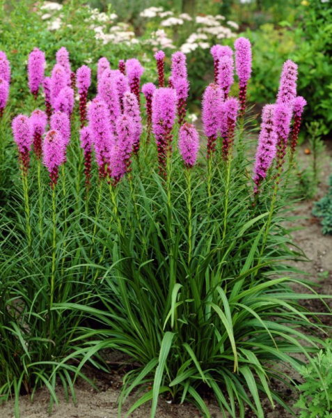 Цветущие свечи для вашего сада: сорта лиатриса и тонкости ухода за многолетником