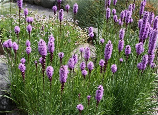 Цветущие свечи для вашего сада: сорта лиатриса и тонкости ухода за многолетником