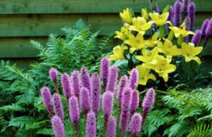 Цветущие свечи для вашего сада: сорта лиатриса и тонкости ухода за многолетником