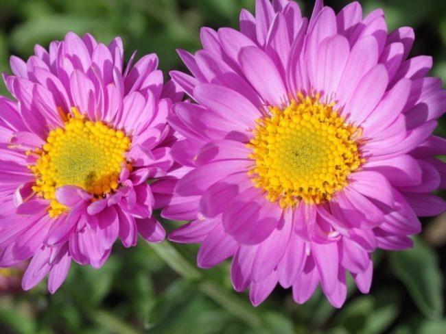 Достойное пополнение вашей клумбы: матрикария и все, что нужно знать о ее выращивании