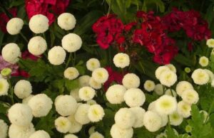 Достойное пополнение вашей клумбы: матрикария и все, что нужно знать о ее выращивании