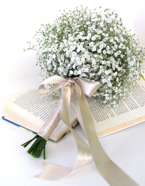 Гипсофила многолетняя: особенности рассады, посадки и ухода в зимний период