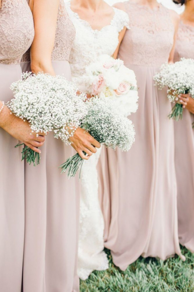 Гипсофила многолетняя: особенности рассады, посадки и ухода в зимний период