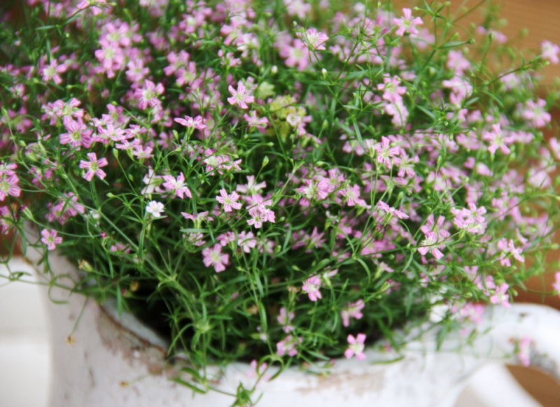 Гипсофила многолетняя: особенности рассады, посадки и ухода в зимний период