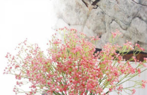 Гипсофила многолетняя: особенности рассады, посадки и ухода в зимний период