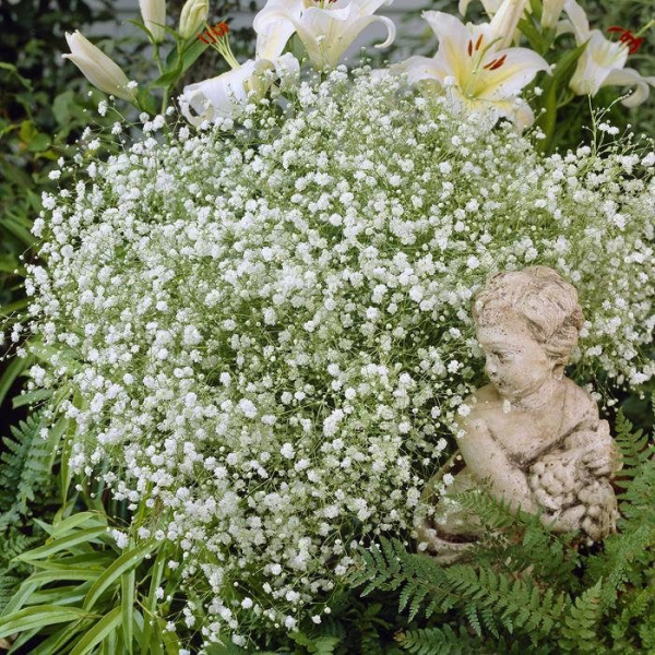 Гипсофила многолетняя: особенности рассады, посадки и ухода в зимний период