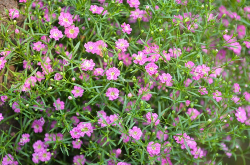 Гипсофила многолетняя: особенности рассады, посадки и ухода в зимний период