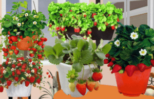 Клубника дома на подоконнике круглый год