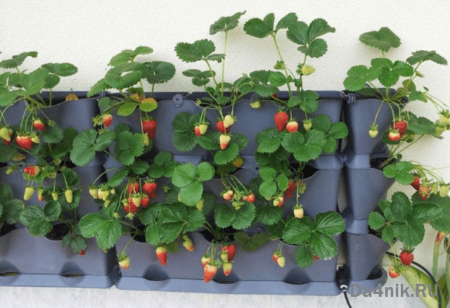 Клубника дома на подоконнике круглый год
