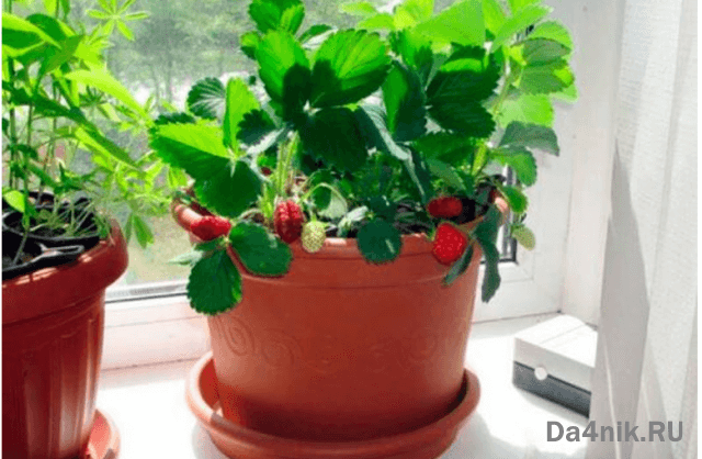 Клубника дома на подоконнике круглый год