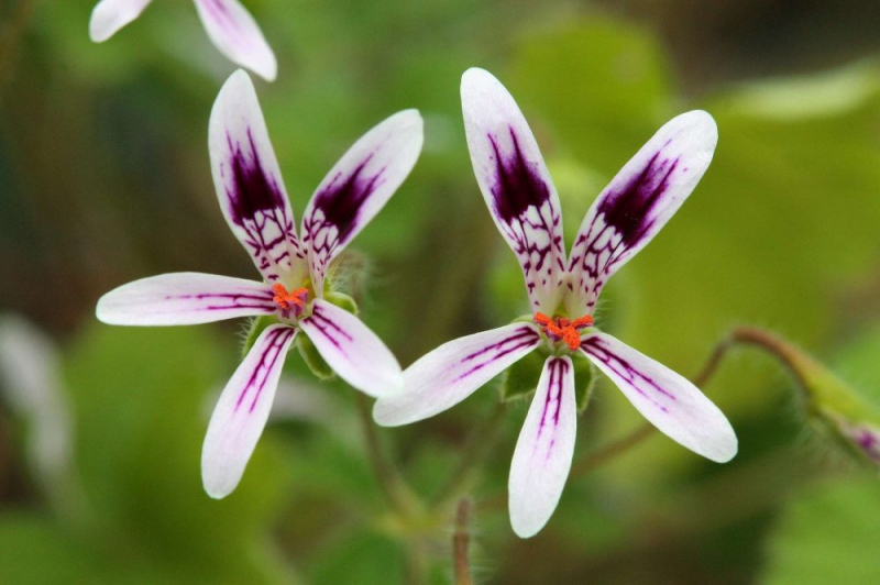 Королевская герань или пеларгония (70+ фото): аристократка в пышных нарядах