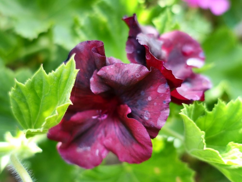 Королевская герань или пеларгония (70+ фото): аристократка в пышных нарядах