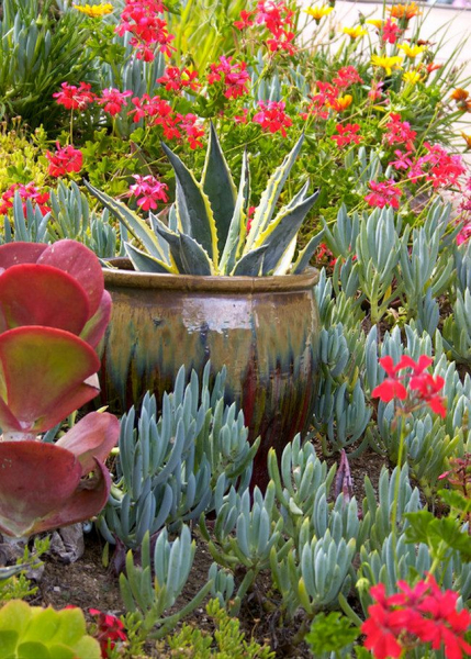 Королевская герань или пеларгония (70+ фото): аристократка в пышных нарядах