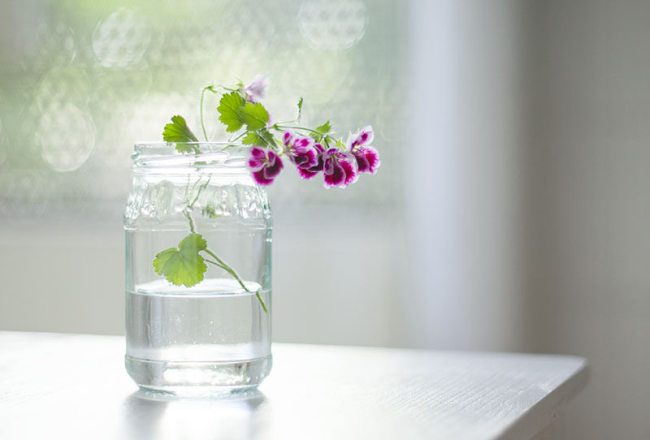 Королевская герань или пеларгония (70+ фото): аристократка в пышных нарядах