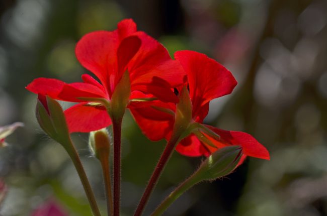 Королевская герань или пеларгония (70+ фото): аристократка в пышных нарядах