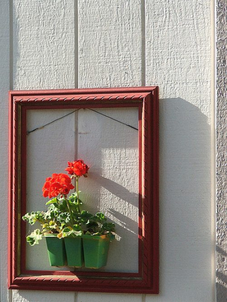 Королевская герань или пеларгония (70+ фото): аристократка в пышных нарядах