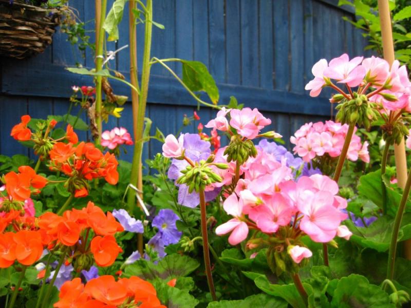 Королевская герань или пеларгония (70+ фото): аристократка в пышных нарядах