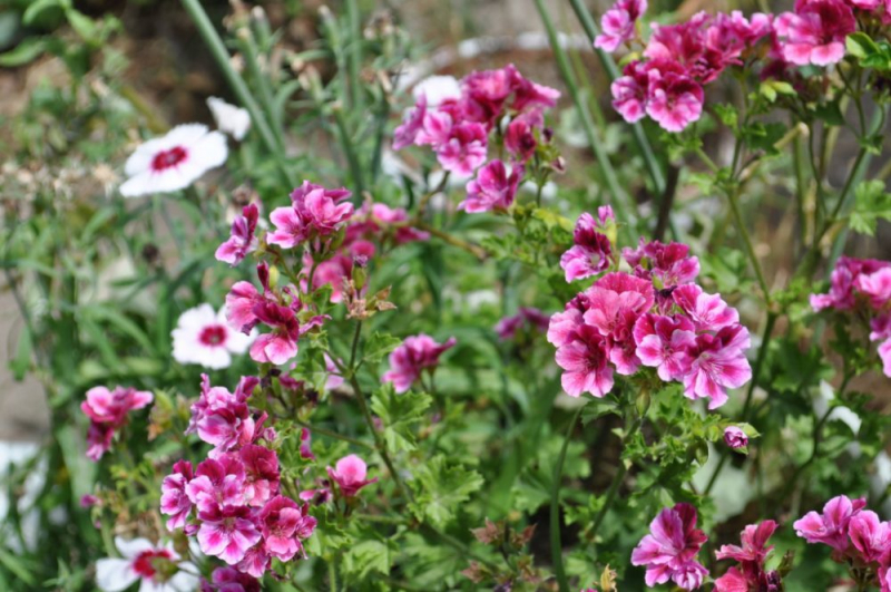 Королевская герань или пеларгония (70+ фото): аристократка в пышных нарядах