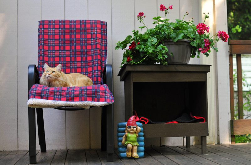 Королевская герань или пеларгония (70+ фото): аристократка в пышных нарядах