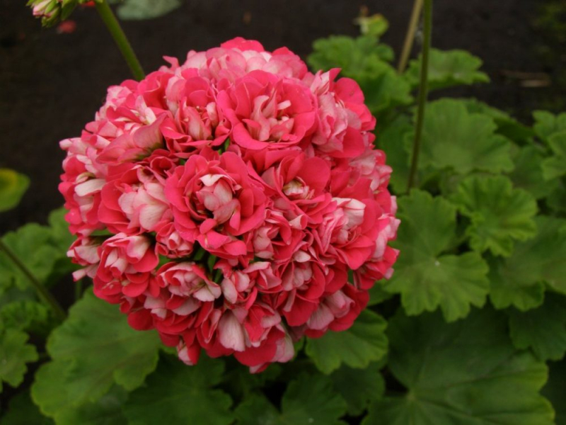 Королевская герань или пеларгония (70+ фото): аристократка в пышных нарядах