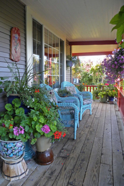 Королевская герань или пеларгония (70+ фото): аристократка в пышных нарядах