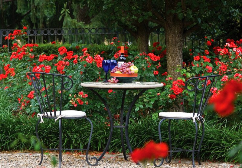 Королевская герань или пеларгония (70+ фото): аристократка в пышных нарядах