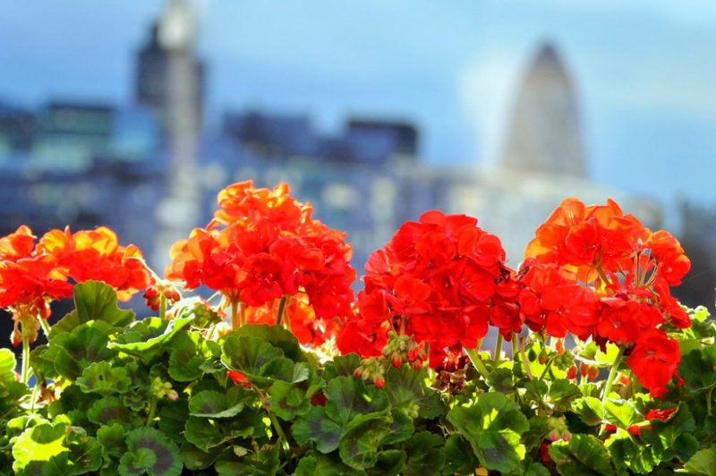 Королевская герань или пеларгония (70+ фото): аристократка в пышных нарядах