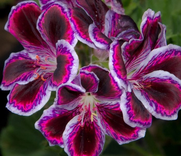 Королевская герань или пеларгония (70+ фото): аристократка в пышных нарядах