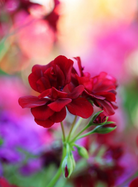 Королевская герань или пеларгония (70+ фото): аристократка в пышных нарядах