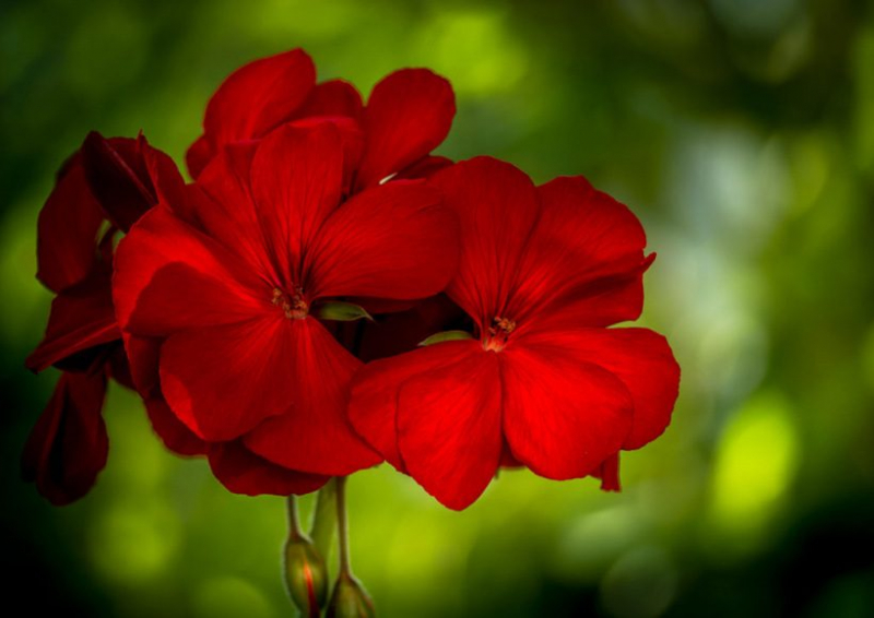 Королевская герань или пеларгония (70+ фото): аристократка в пышных нарядах