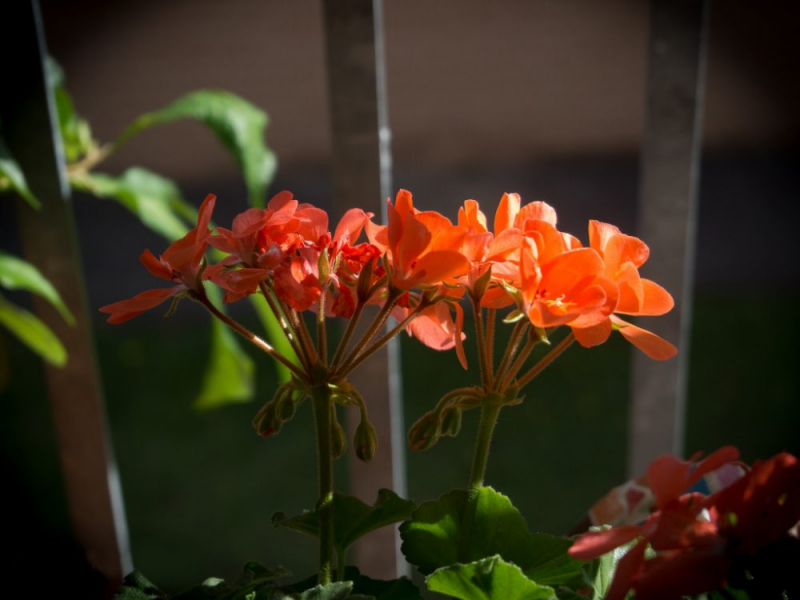 Королевская герань или пеларгония (70+ фото): аристократка в пышных нарядах