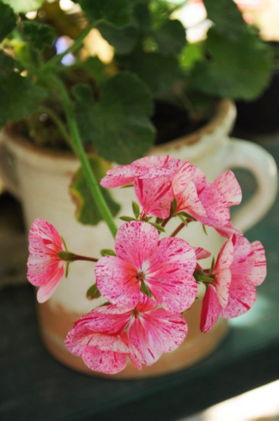 Королевская герань или пеларгония (70+ фото): аристократка в пышных нарядах