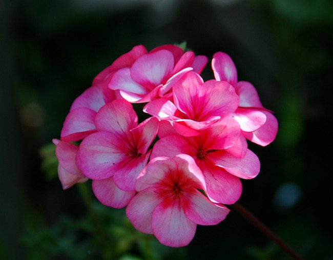 Королевская герань или пеларгония (70+ фото): аристократка в пышных нарядах