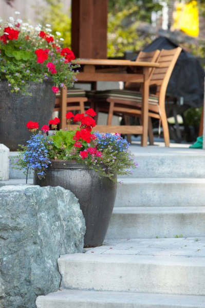 Королевская герань или пеларгония (70+ фото): аристократка в пышных нарядах