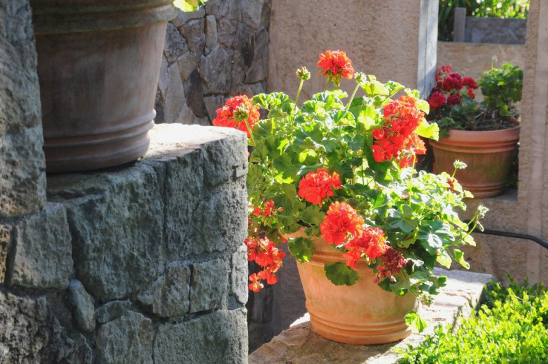 Королевская герань или пеларгония (70+ фото): аристократка в пышных нарядах