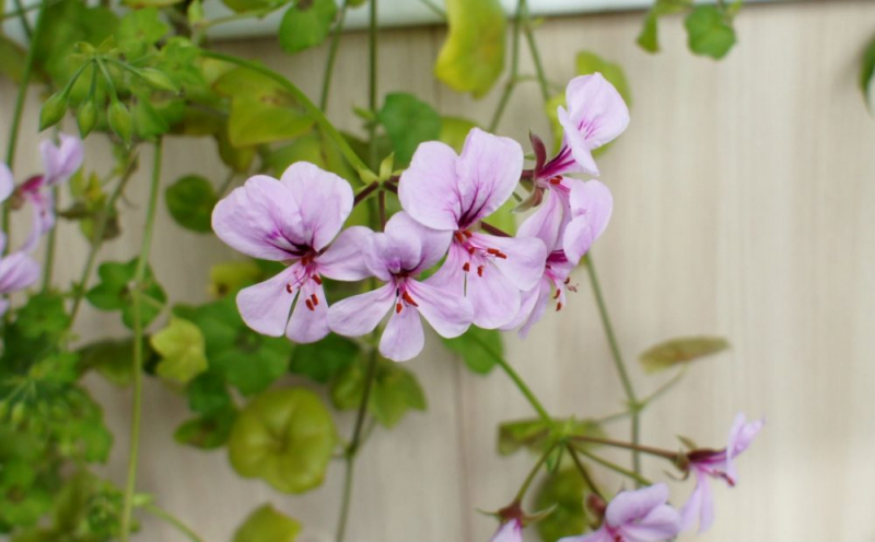 Королевская герань или пеларгония (70+ фото): аристократка в пышных нарядах